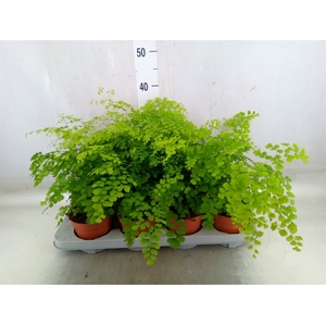Adiantum raddi. 'Fragrans'