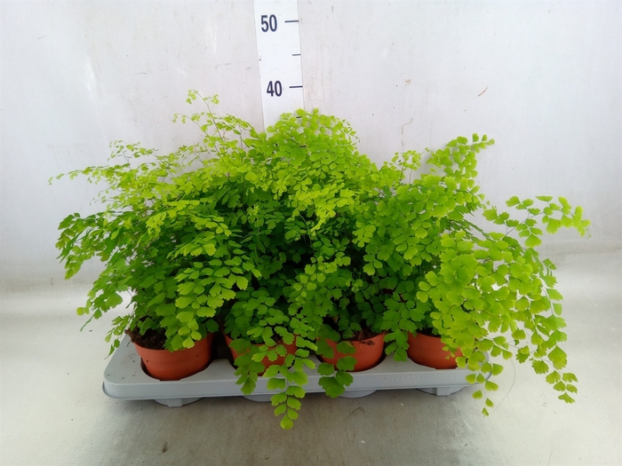 <h4>Adiantum raddi. 'Fragrans'</h4>