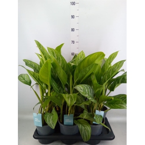 Aglaonema  'Stripes'