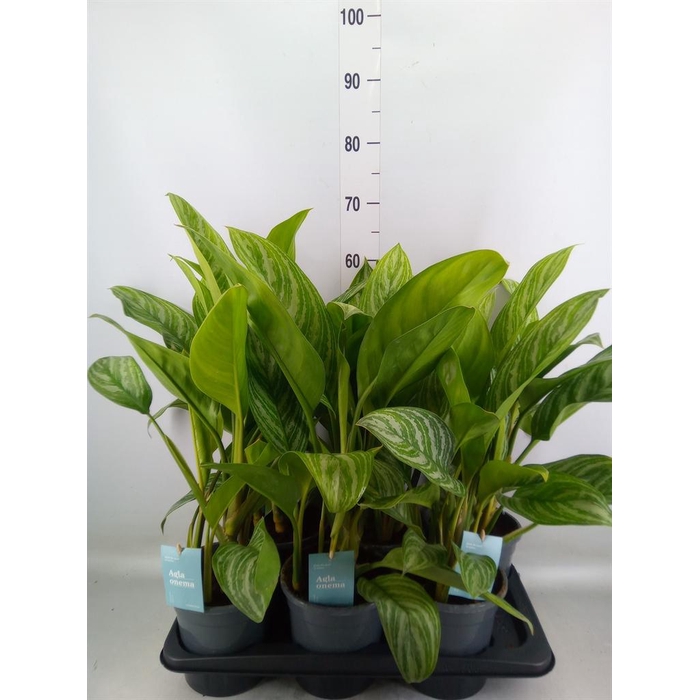 <h4>Aglaonema  'Stripes'</h4>