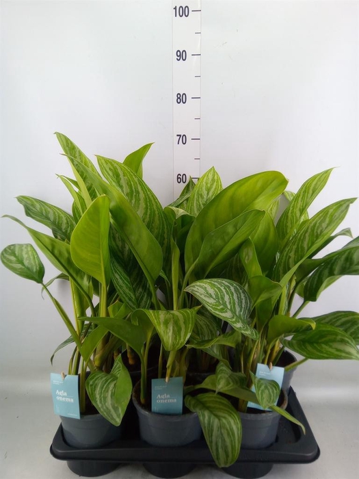 <h4>Aglaonema 'Stripes'</h4>
