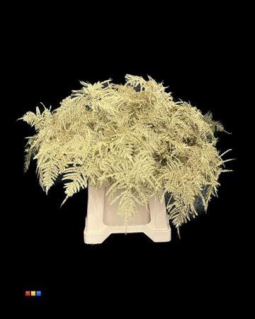 <h4>Asp 1e Gold</h4>