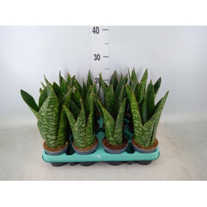 Sansevieria   ...