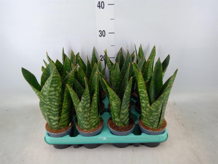<h4>Sansevieria   ...</h4>