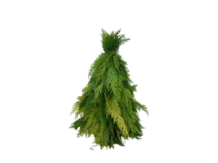 <h4>Kerstboom Conifeer 40cm</h4>