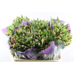 Alstr Bubblicious (d.rose)xx