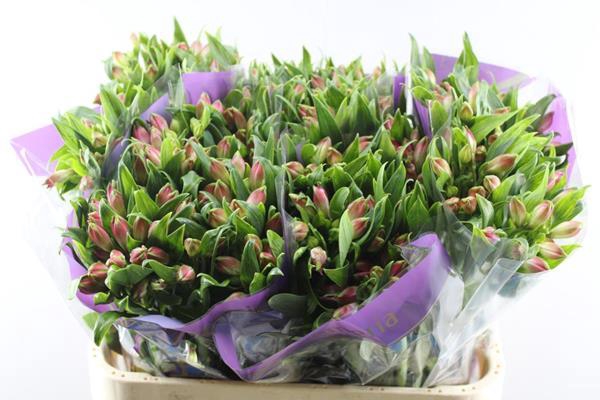 <h4>Alstr Bubblicious (d.rose)xx</h4>