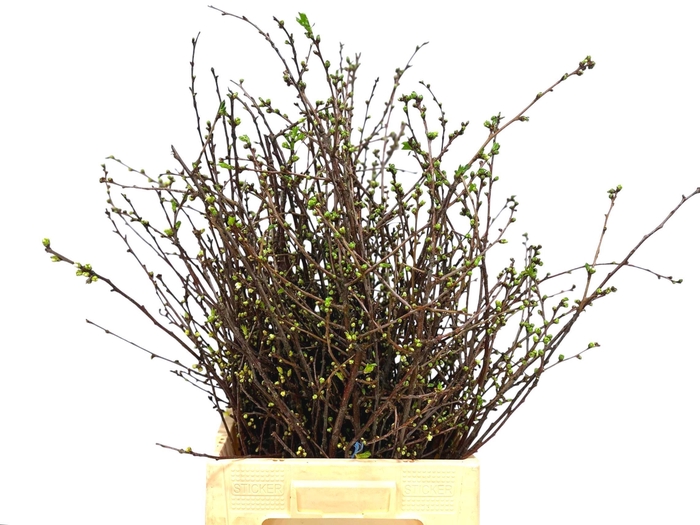 <h4>KERSENBLOESEM P BOS</h4>