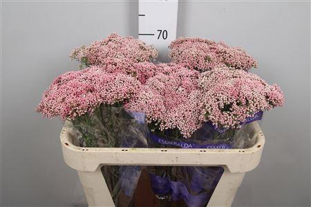 <h4>Ozoth Cooks Tall Pink</h4>