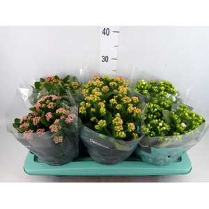 Kalanchoe blos.   ..rosebud mix  4