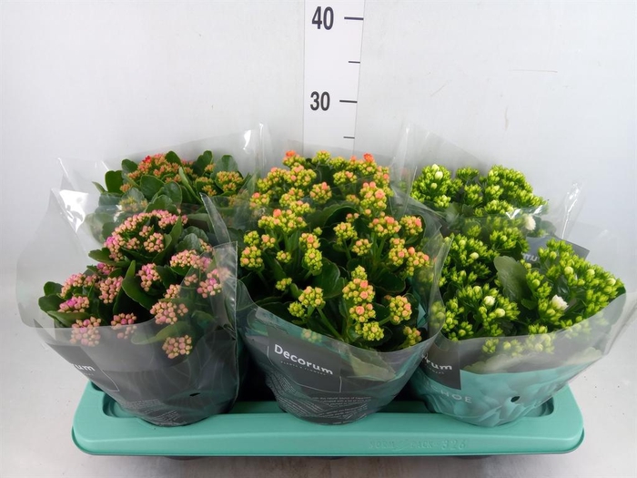 <h4>Kalanchoe blos.   ..rosebud mix  4</h4>