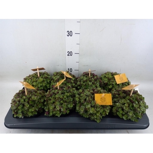 Callisia repens 'Turtle'