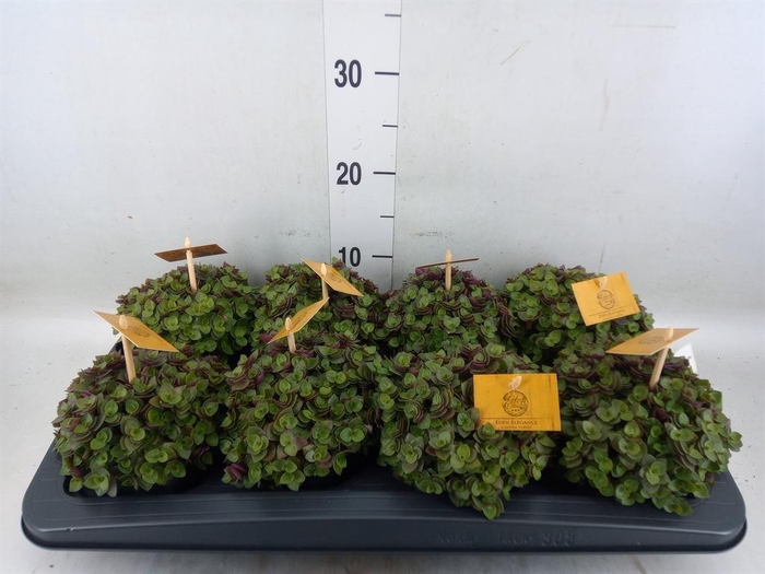 <h4>Callisia repens 'Turtle'</h4>