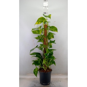 Epipremnum pinn. ...moss stick