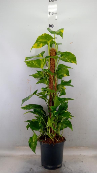 <h4>Epipremnum pinn. ...moss stick</h4>