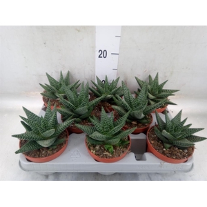 xGasterhaworthia  'Royal Highness'