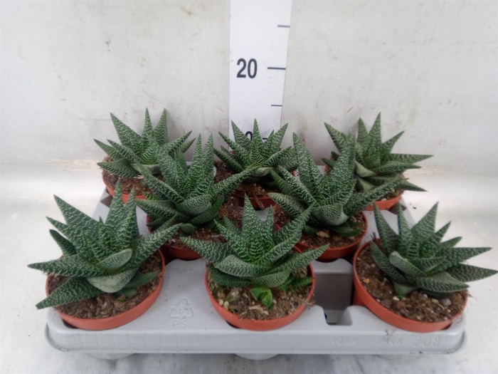 <h4>xGasterhaworthia  'Royal Highness'</h4>