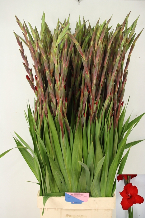 <h4>GLAD GR RED BALANCE</h4>