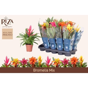 BROMELIA GEM 6 SRT