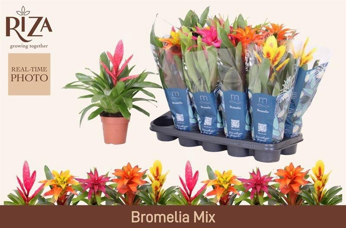 <h4>BROMELIA GEM 6 SRT</h4>