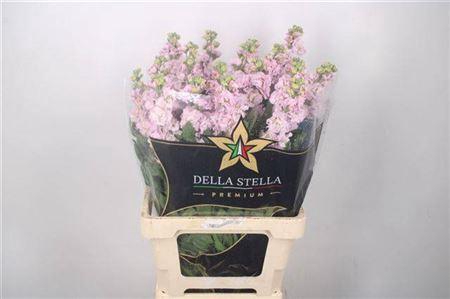 Matth Iron Cherry Bl