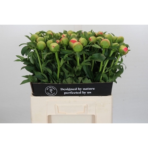 Paeonia Coral Sunset