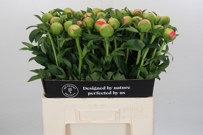 Paeonia Coral Sunset