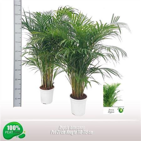 <h4>Dypsis Lutescens</h4>