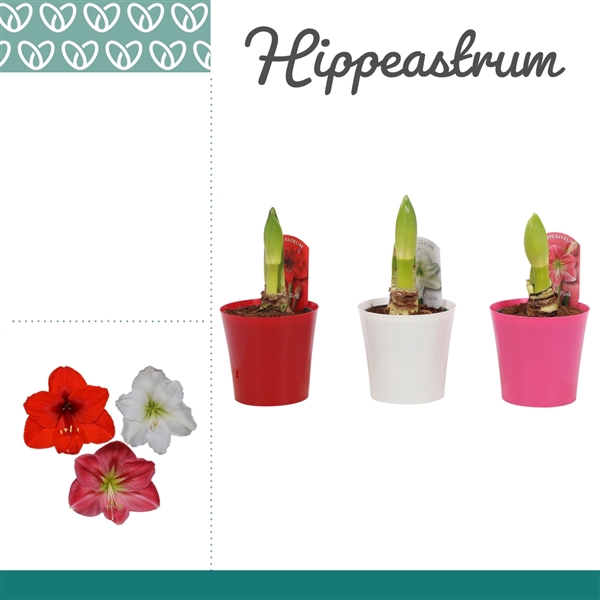 <h4>Hippeastrum Mix 1 Knop Plastic ompot Linge</h4>