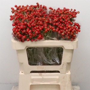 Rosa Mag Amazing Fan