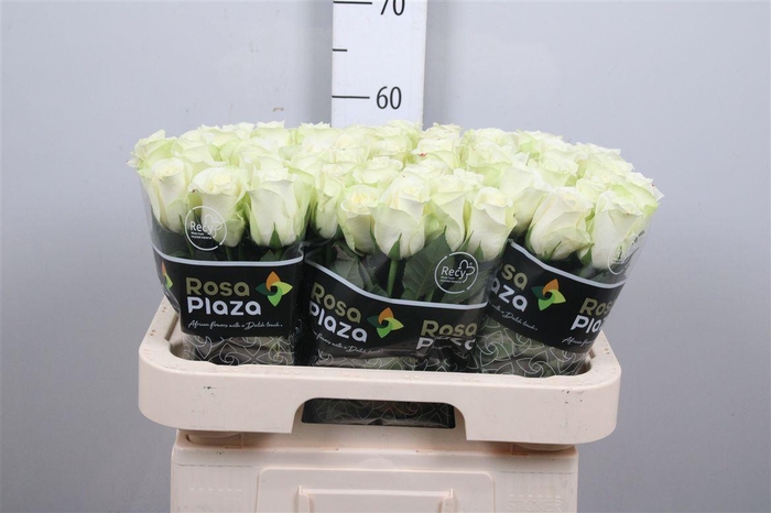 <h4>R Gr Snowstorm+</h4>