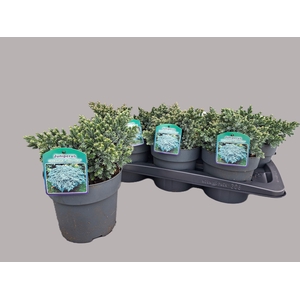 Juniperus sq. Bleu star