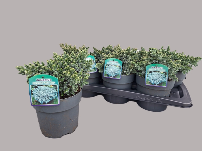 <h4>Juniperus sq. Bleu star</h4>