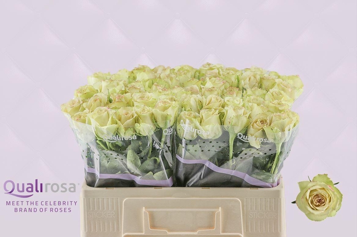 <h4>R Gr Hypnose</h4>