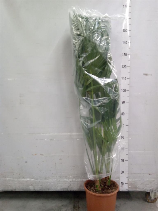 <h4>Livistona australis</h4>