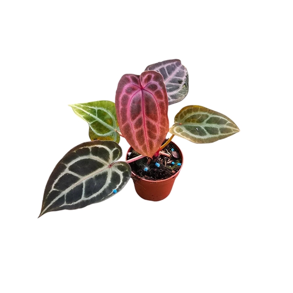 <h4>DocBlock Anthurium Michelle®'10' X Minerva® '20'</h4>