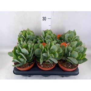 Crassula arborescens