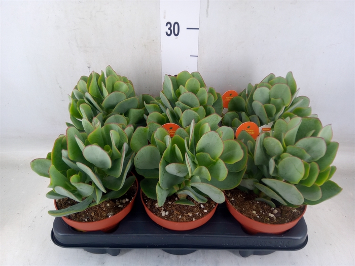 <h4>Crassula arborescens</h4>