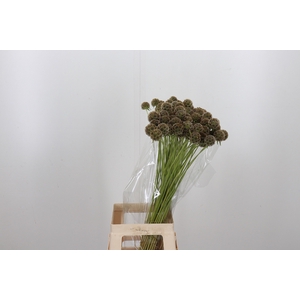 Scabiosa Stell Zaaddoos