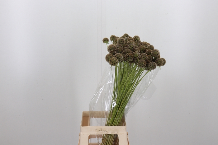 <h4>Scabiosa Stell Zaaddoos</h4>