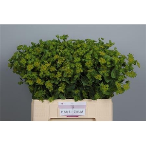 Bupleurum Rotundifol