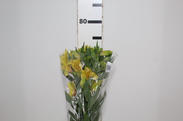 <h4>ALSTROEMERIA LEMON 080 CM</h4>