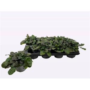 AJUGA R BRAUNHERZ