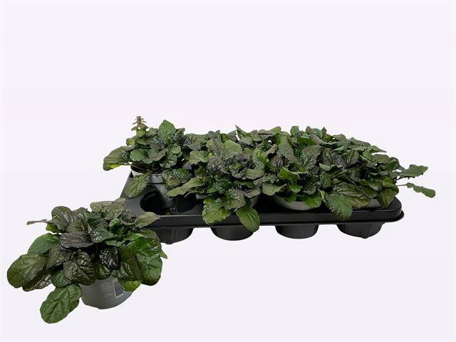 <h4>AJUGA R BRAUNHERZ</h4>
