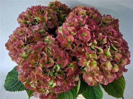 Hydr M Ch White Verena Cl