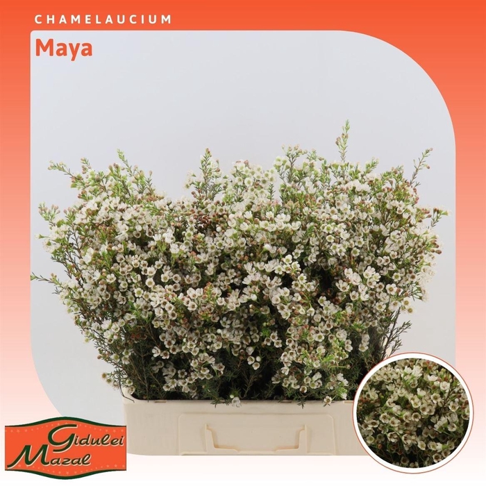 <h4>Chamelaucium Maya</h4>