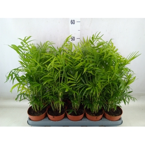 Chamaedorea elegans