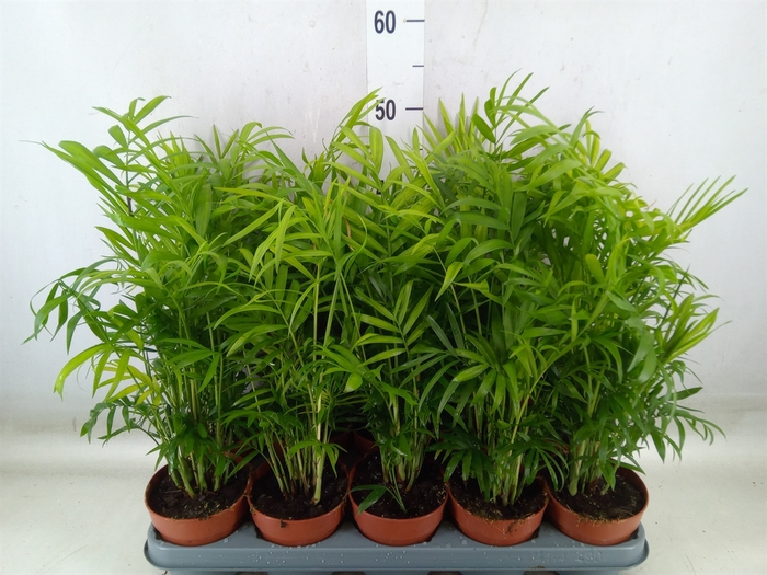 <h4>Chamaedorea elegans</h4>