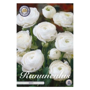 Ranunculus Asiaticus White x10 6/7