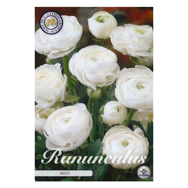 <h4>Ranunculus Asiaticus White x10 6/7</h4>